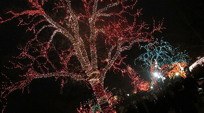 Lincoln Park ZooLights 